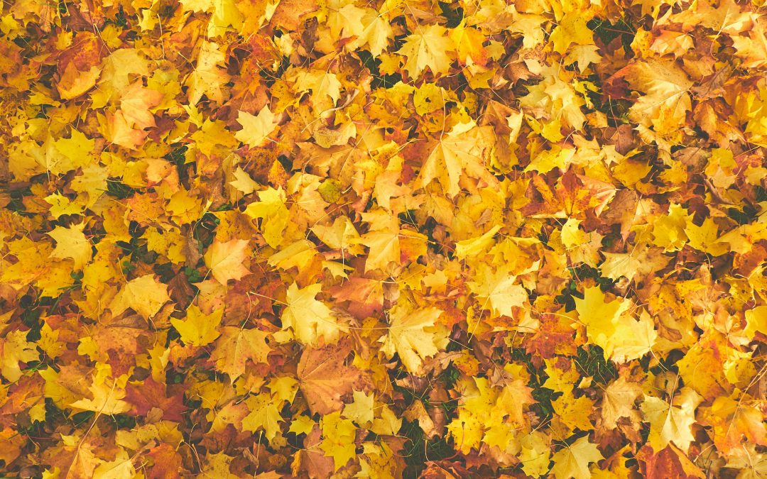 Fall Wellness Tips from Direct Primary Care Associates